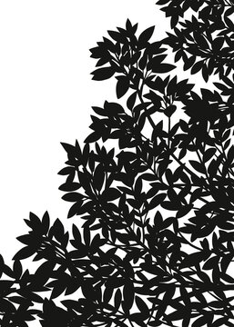 Silhouette Leaves Shadow border, Illustration isolated frame of Shadow leaf overlay on Wall background, Concept for elements design decoration for Spring, Summer Banner