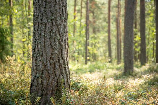 a focus at pine tree trunk at green forest