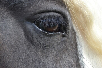Pferd, Tinker Auge