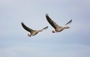 Two greylag geese flying together through a blue sky. 