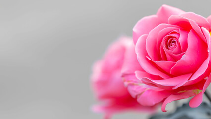 Rose of pink color on blurred background. Copy space for text. Mock up template