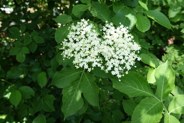 Two panicles of white flowers of European black elderberry in mid May