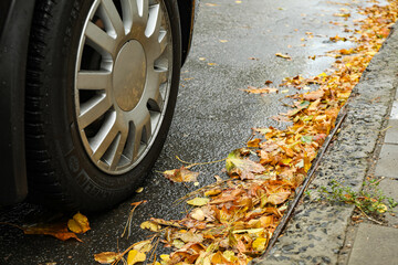 Yellowed autumn leaves on the road near the car wheel