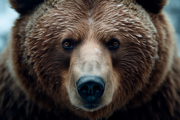 Obraz premium A close-up of a brown bear's face