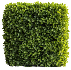 Boxwood trimmed into a square shape with transparent background