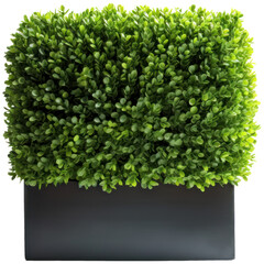 Boxwood trimmed into a square shape with transparent background