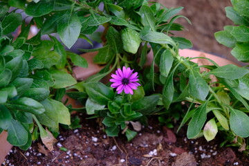 flower in garden