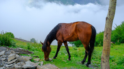 Wild horse eating on Kazbegi Mountains: A Breathtaking Landscape of Green Mountains Above the Clouds