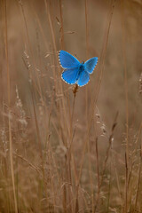 Blue butterfly (Lycaenidae) in the grass in autumn.