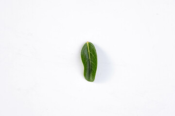 One green leaf of a tropical tree isolated on white background.