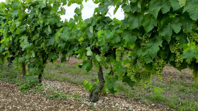 Aerial view charentes maritime, region of Cognac, vineyards of cognac near asnieres la giraud, region of the cognac appellation, High quality 4k footage