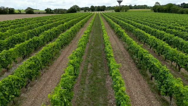 Aerial view charentes maritime, region of Cognac, vineyards of cognac near asnieres la giraud, region of the cognac appellation, High quality 4k footage