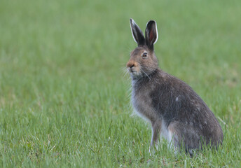 Wild hare closeup