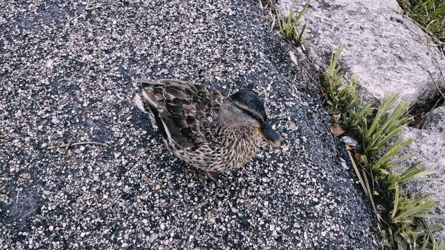 ente