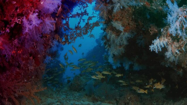 A school of Bluestripped snapper (Lutjanus kasmira) are swimming in a very colorfull coral Reef with soft coral (Dendronephthya) with wide open polyps, Maldives, Indian ocea, Asia