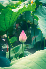 The bud of a lotus flower in a lotus pond