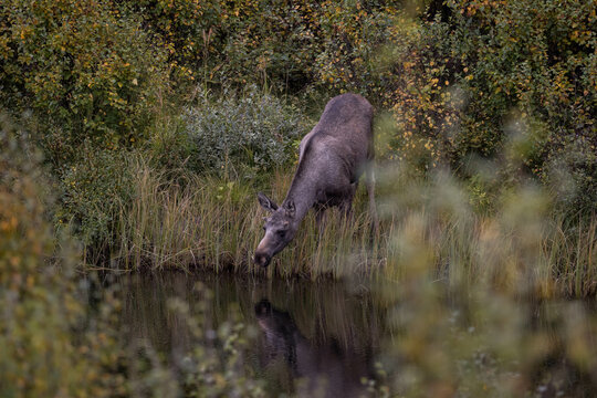 Moose drinking water