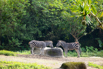 Zebra in the safari park