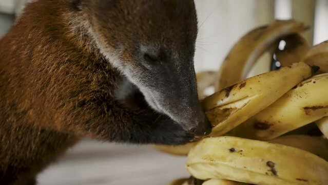 Nasua Pawing and Eating Ripe Plantains in the Amazon, Ecuador Focus