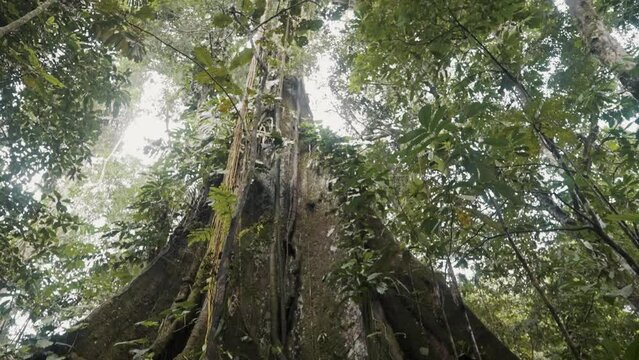 Giant Kapok Tree In Amazon Rainforest In South America. Ceiba Pentandra. tilt-up