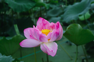 Obraz premium Lotus flowers blooming in the lotus pond