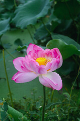 Obraz premium Lotus flowers blooming in the lotus pond