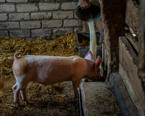 Little baby piglets in their pen © Gatis