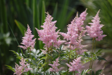 Astilbe or false goat's beard and false spirea. Pink flower astilbe  blooms in summer in the garden. Delicate fluffy inflorescences, selective focus