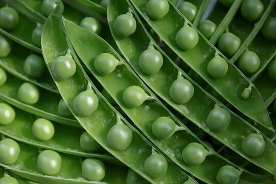 Grains of green young peas in open pods. Harvest of ripe fresh peas.