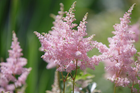 Astilbe or false goat's beard and false spirea. Delicate fluffy inflorescences, selective focus. Pink flower astilbe  blooms in summer in the garden