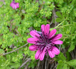 Obraz premium USA California Los Angeles Playa Vista May 8 2023 flowering plants