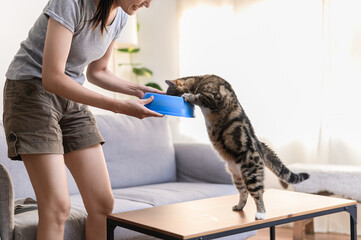 Young Asian woman cat owner giving food to her cute domestic cat at home. Adorable shorthair cat be feed by owner in living room. Human and pet relation domestic lifestyle concept. Focus on cat.	