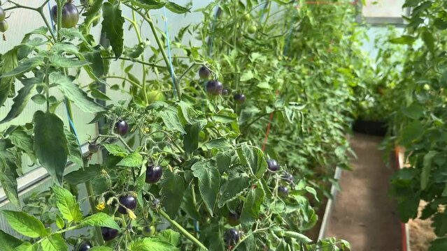 Ripening black tomatoes in a greenhouse. Dark purple tomato harvest.
