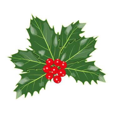 Christmas holly branch icon with green leaves and red berries isolated on transparent and white background. Festive close-up element for design decoration. New Year vector illustration in cartoon flat