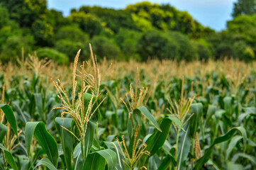 Fototapeta premium The corn plant in the field 