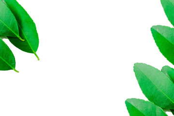 Fototapeta na wymiar frame /leaf border transparent background,bright colors,natural leaf color