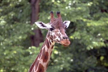 Żyrafa w Zoo (Giraffa)