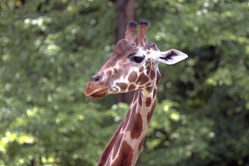 Żyrafa z profilu (Giraffa)