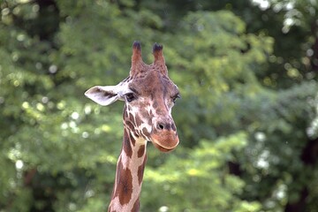 Żyrafa ze sterczącym uchem. (Giraffa)