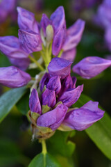 beautiful lilac rhododendron buds blossom . extreme  macro shot. art shot with selective focus and blurs