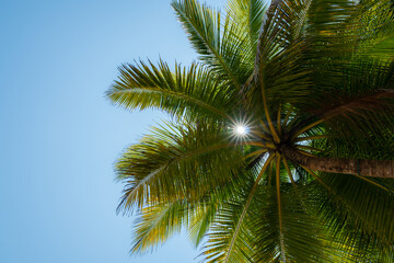 Fototapeta na wymiar Close-up Coconut palm tree on Beautiful Tropical beach, copy space, insert text.