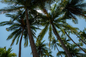 Fototapeta na wymiar Coconut palm tree on Beautiful Tropical beach, buttom up
