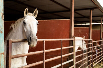 Photo of a white horse in the foreground inside some stables of a farm in Jaén.Al blurred background there are two more horses. Concept of horses in stables