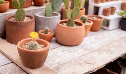 Yellow Flower cactus on pot.
