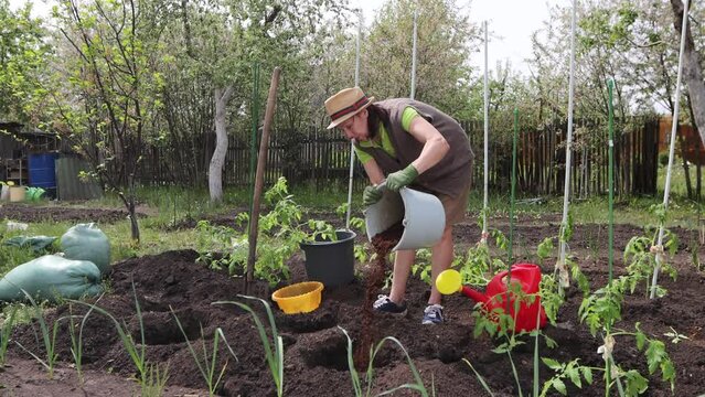 3 footage. Spring work in the garden. Soil fertilization and watering. A woman farmer pours humus from a bucket and  pours water into a hole for planting tomato seedlings.