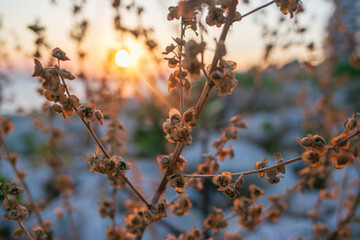 Grass Illuminated By Sun. Dusk Time. Dry Grass In Sunset Sunlight. Beautiful Plant On Sunrise Sky Background. Nature At Sunrise. Golden Summer Sunset. Happy Autumn Season.
