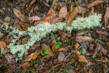 The lichen Evernia prunastri on a fallen branch on the floor of a forest in autumn