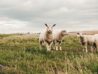 Obraz na płótnie Canvas sheep, lamb, nature, outdoor, farming, cloudy, countryside, Germany, coast, nordish, field, sky, clouds, 