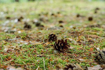 pine cones on the ground
