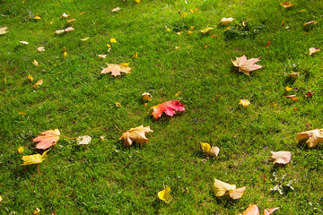Autumn fallen maple leaves lie on the green grass - Powered by Adobe
